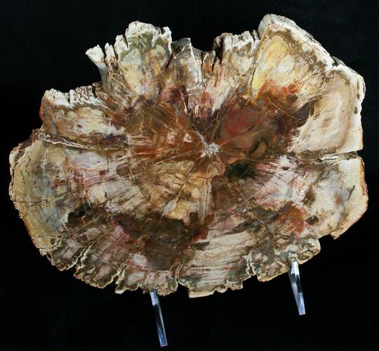 Wide Araucaria Petrified Wood Slab #6273